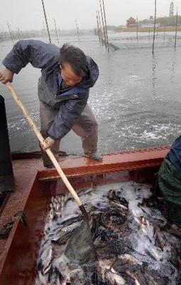 白洋淀局部水域恢復(fù)水產(chǎn)養(yǎng)殖，促進(jìn)區(qū)域生態(tài)與經(jīng)濟(jì)協(xié)調(diào)發(fā)展