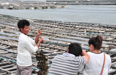 欽州大蠔養(yǎng)殖基地 優(yōu)質(zhì)水產(chǎn)品養(yǎng)殖的典范
