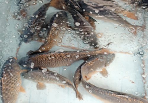 北京朝陽區兩家超市鯉魚、武昌魚檢出孔雀石綠，水產養殖安全敲響警鐘