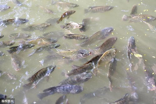 4種水產(chǎn)養(yǎng)殖保險類型,哪些災(zāi)害能得到賠償 看完明明白白