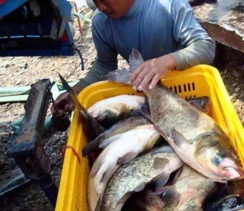 下半年農(nóng)村四樣?xùn)|西將漲價，農(nóng)民迎來賺錢黃金期，水產(chǎn)品養(yǎng)殖機會最大